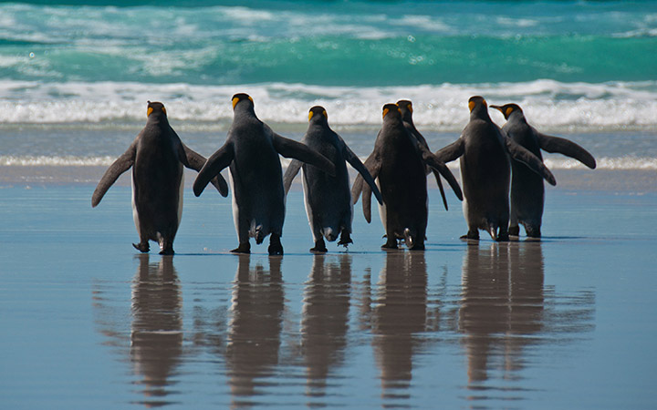 Iles Malouines (Port Stanley)